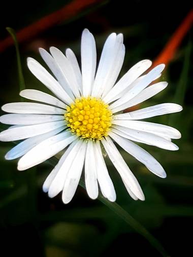 Mpinfante en Hamelin: Flora, ♧ 