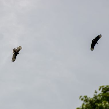 danielhincapie230979 en Hamelin: Fauna  (Copacabana), Se camufla con los buitres americanos para pasar desapercibido ante sus presas
#naturaleza #wildlife ...