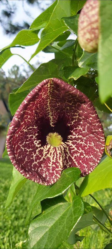 paoflor.fotos en Hamelin: Flora, Aristolochia littoralis