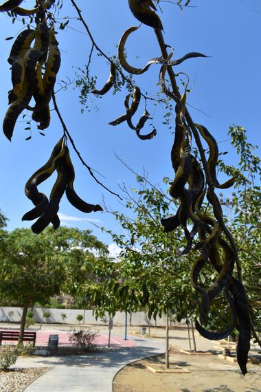 Solerantonio2 en Hamelin: Flora  (Rioja), Gleditsia triacanthos, Algarrobo