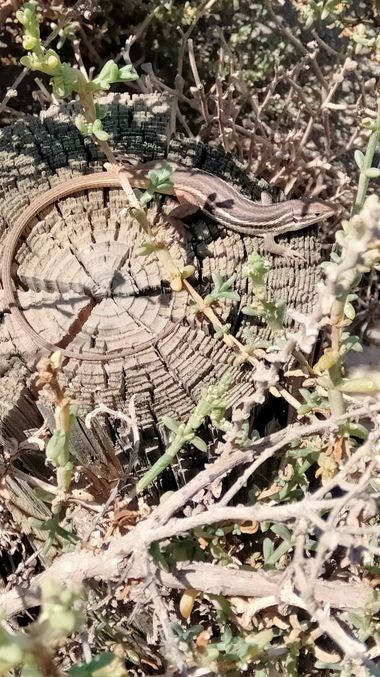 Solerantonio2 en Hamelin: Fauna  (El Pocico), Lagartija colilarga