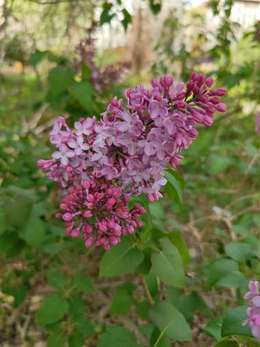 IreneRoldan en Hamelin: Flora  (Madrid), Syringa vulgaris, Primavera en el #realjardinbotanicomadrid 