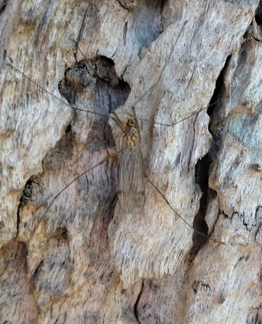 Solerantonio2 en Hamelin: Fauna  (Níjar), Insecto