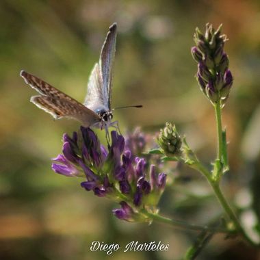 Diego en Hamelin: Fauna  (Plenas), #lampidesboeticus #macro #canon 