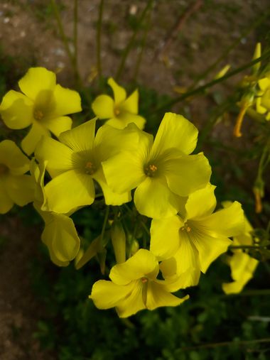 Naiara211299 en Hamelin: Flora  (Cádiz), Oxalis pes-caprae, #flora #amarillo #flor #natura #naturaleza #yellow #cadiz #andalucia 