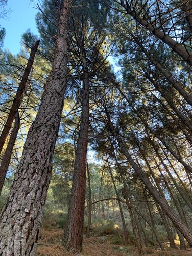 analrca9 en Hamelin: Fauna, Arboles de güejar sierra 🏔️ 