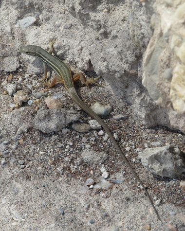 Solerantonio2 en Hamelin: Fauna  (Almería), Reptil