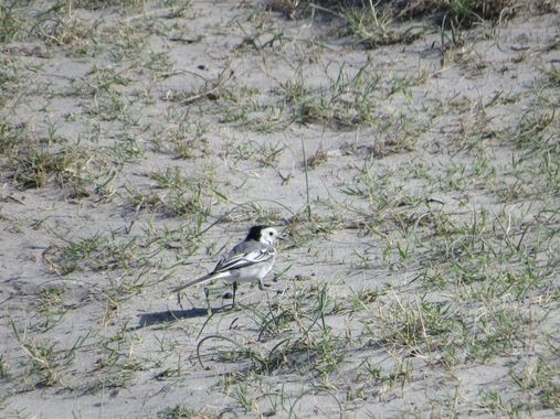 Solerantonio2 en Hamelin: Fauna  (Níjar), Lavandera blanca