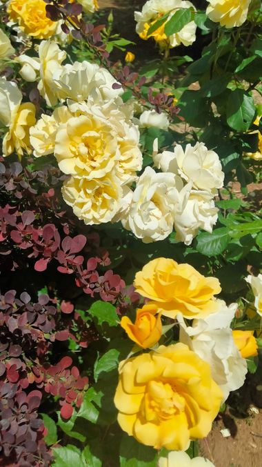 Solerantonio2 en Hamelin: Flora  (Serranía de Ronda), Rosa foetida, Rosas de jardin