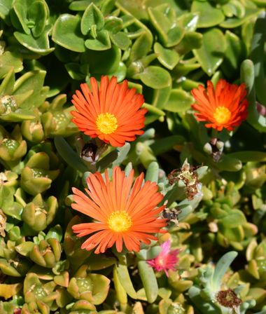 Solerantonio2 en Hamelin: Flora  (Almería), Malephora crocea, Planta