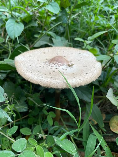 #adrimoreno en Hamelin: Observación  (Cabecera Municipal Cartago), #hongos#mushrooms#zetas