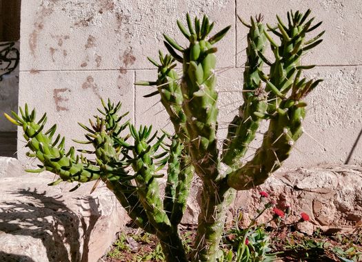 Solerantonio2 en Hamelin: Flora  (Almería), Planta