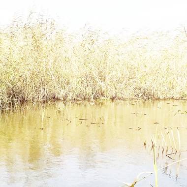 Susana-oda en Hamelin: Paisaje  (La Línea de la Concepción), Arroyo Negro. En Línea de la Concepción