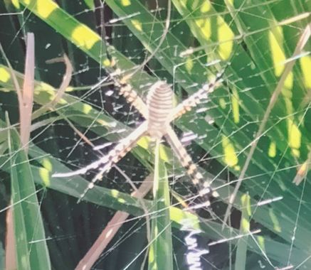 Solerantonio2 en Hamelin: Fauna  (Níjar), Araña tigre