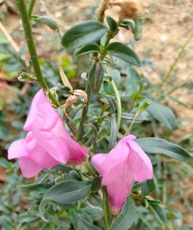 Solerantonio2 en Hamelin: Flora  (Carmona), Planta