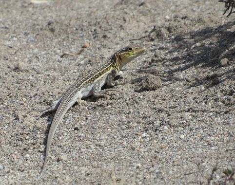 Solerantonio2 en Hamelin: Fauna  (Almería), Reptil