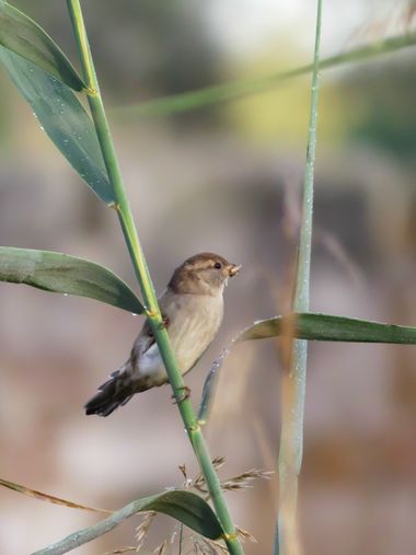 José Lober  en Hamelin: Fauna, Passer domesticus (Linnaeus, 1758), #ave 