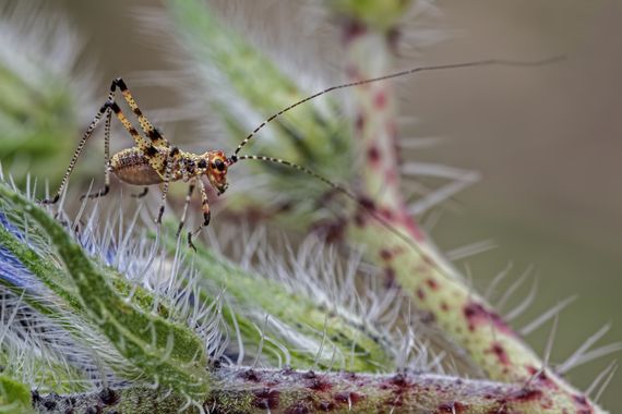 Ignicapillus en Hamelin: Fauna  (Garraf), Saltamontes chiquitín

Este joven ortóptero, del cual ni siquiera he intentado averiguar el género, fue otra aleg...