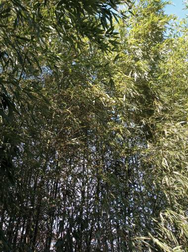 Alquimia Natural en Hamelin: Paisaje  (Marina de Cudeyo), Respira 🌬️