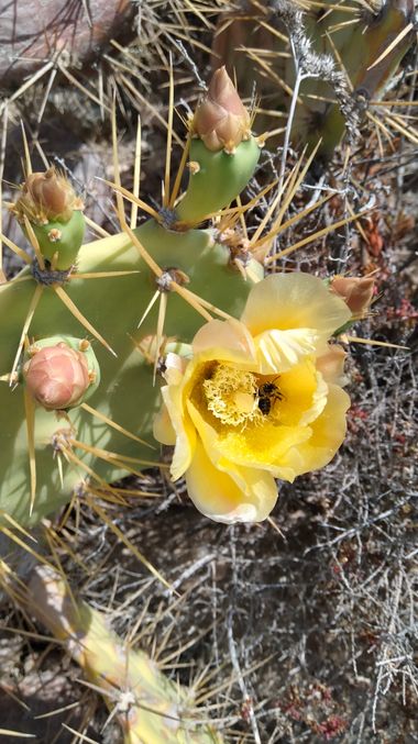 Solerantonio2 en Hamelin: Flora  (Níjar), Cactus