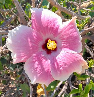 Solerantonio2 en Hamelin: Flora  (Almeria), Planta
