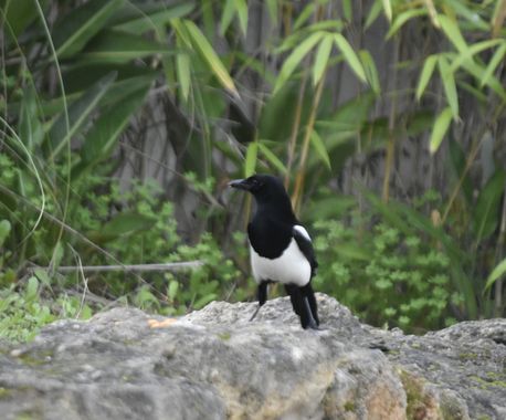 Solerantonio2 en Hamelin: Fauna  (El Rompido), Pica pica (Linnaeus, 1758), Pica pica ave
