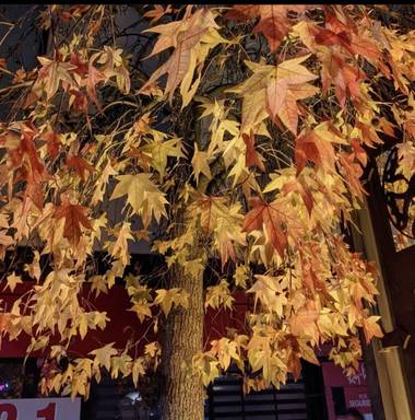 Anaortega2010 en Hamelin: Flora  (Majadahonda), #invierno20