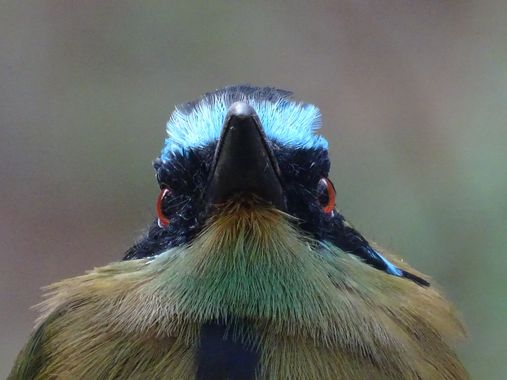 Dimaswaterlover en Hamelin: Fauna  (Marinilla), #momotusaequatorialis #birds #birdsphotography #birding #birdwatching 