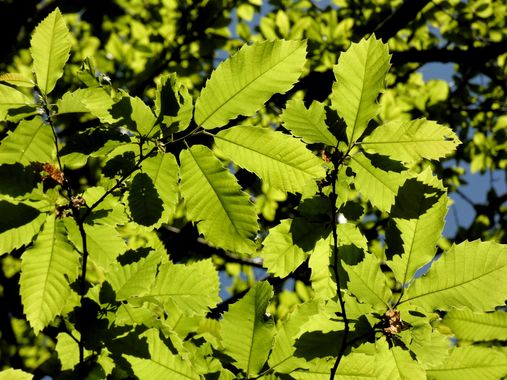 mariale en Hamelin: Flora  (Caso), 📸 #marialemdza
💚 🌿🌳🌿💚
#CumpleHamelin
#HojaDeCastaño #Castaño
#Naturaleza #BellezaNatural #Hojas #hoja #Asturias  #...