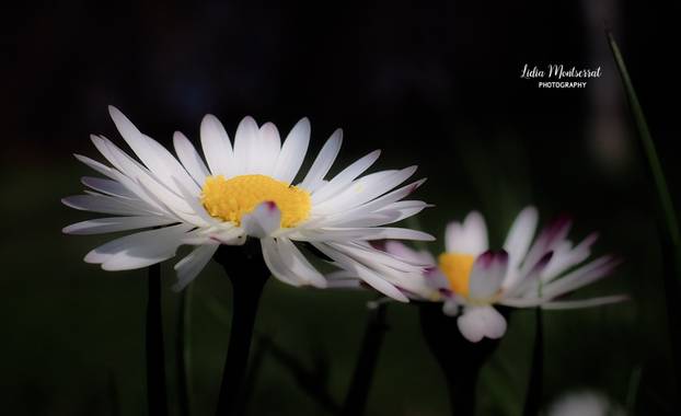 Lidia en Hamelin: Flora  (Villafranca de Ebro), Bellis perennis, #margaritassilvestres
#hamelin 