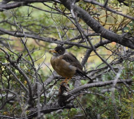 Creandoaficiones en Hamelin: Fauna  (Chile), #aves 