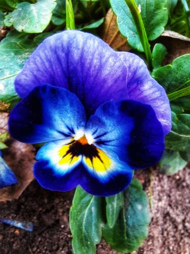 Naomi en Hamelin: Flora  (Barcelona), Viola x wittrockiana, #flor#colores 