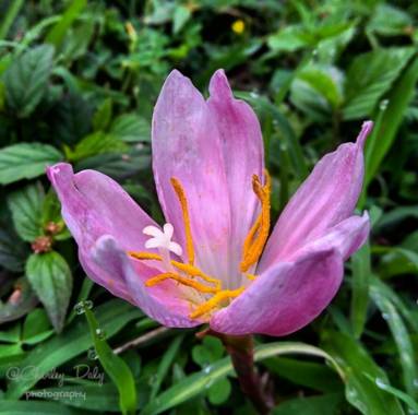 dalygordillo17 en Hamelin: Flora, Colchicum autumnale, #flora 