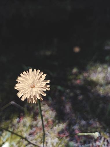 Tadeo_acin en Hamelin: Flora 