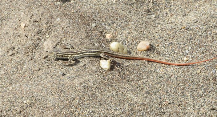 Solerantonio2 en Hamelin: Fauna  (Almería), Lagartija colirroja