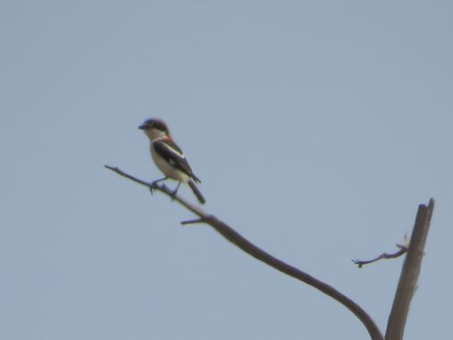 Solerantonio2 en Hamelin: Fauna  (Níjar), Lanius senator Linnaeus, 1758, Ave