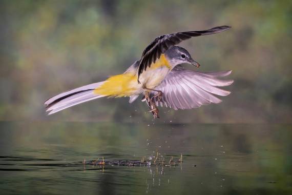 Pablosdoc en Hamelin: Fauna  (el Pont de Vilomara i Rocafort), Motacilla cinerea Tunstall, 1771, LAVANDERA CASCADEÑA EN VUELO.

#Aves21  #aves #ave #bird #...