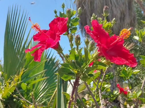 Solerantonio2 en Hamelin: Flora  (Almeria), Planta
