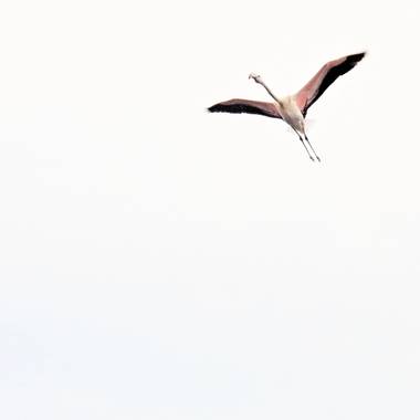 Georginaag en Hamelin: Fauna  (Castelló d'Empúries), Phoenicopterus roseus Pallas, 1811, #flamingo #fauna 