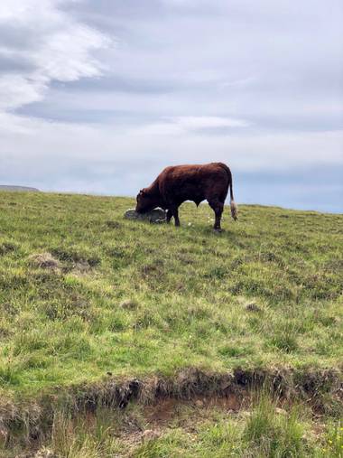 Miriamalafoto en Hamelin: Fauna  (Highland Council), En medio de la nada... 
