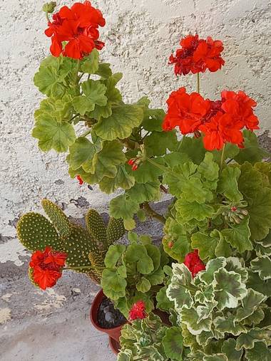 olgabijoux.ot en Hamelin: Flora  (Luján de Cuyo), Pelargonium zonale