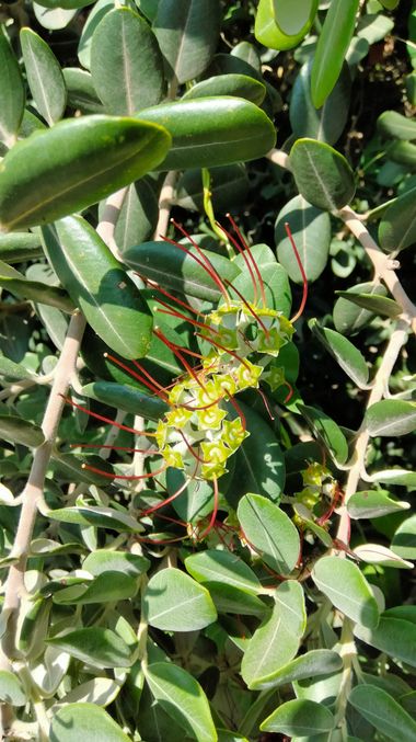Solerantonio2 en Hamelin: Flora  (Almería), Planta