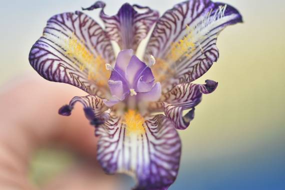 Belenhernandezg en Hamelin: Flora  (Soto del Real), #flora21