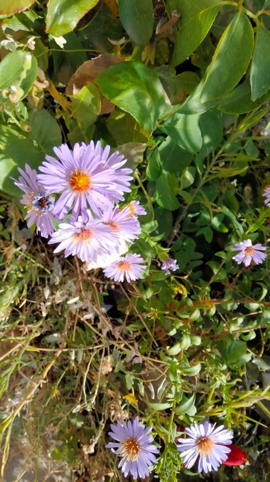 Solerantonio2 en Hamelin: Flora  (Láujar de Andarax), Symphyotrichum novi-belgii, Planta