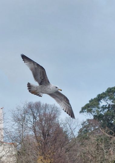 Mpinfante en Hamelin: Fauna, Quizá se trate de una gaviota patiamarilla de las llamadas cantábrico-atlánticas. Estas no migran, a diferencia de sus congén...