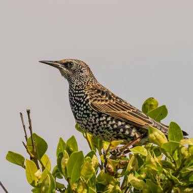 Aitor_gil en Hamelin: Fauna  (Teguise), Sturnus vulgaris Linnaeus, 1758, Es un ave ruidosa, sobre todo en perchas comunitarias y otras situaciones gregaria...