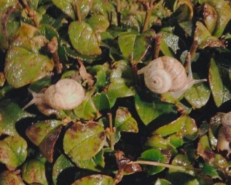 Solerantonio2 en Hamelin: Fauna  (Almería), Caracol