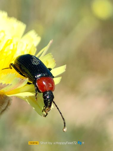 HappyFeet72 en Hamelin: Fauna  (Alcalá de Henares), Epicauta es un género de coleópteros meloidos presente en todos los continentes.
Es lo que encontrado d...