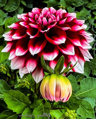 goins.melaniec en Hamelin: Flora  (City of Salem), Dahlia pinnata, A beautifully colored dahlia photographed in one of our flower gardens before the season...