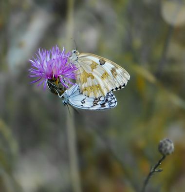rqsalcedo en Hamelin: Fauna  (Casillas), Melanargia lachesis (Hübner, 1790), #mariposas 